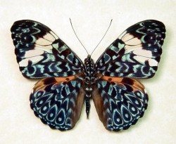 lyfesux-thenyoudie:  I love butterflies
