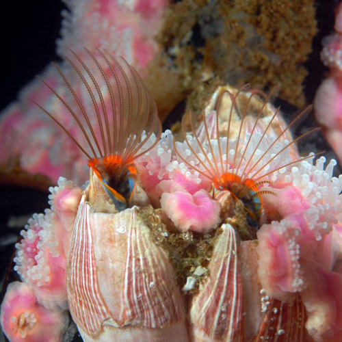 astronomy-to-zoology: Megabalanus californicus …is a colorful species of acorn barnacle found throu