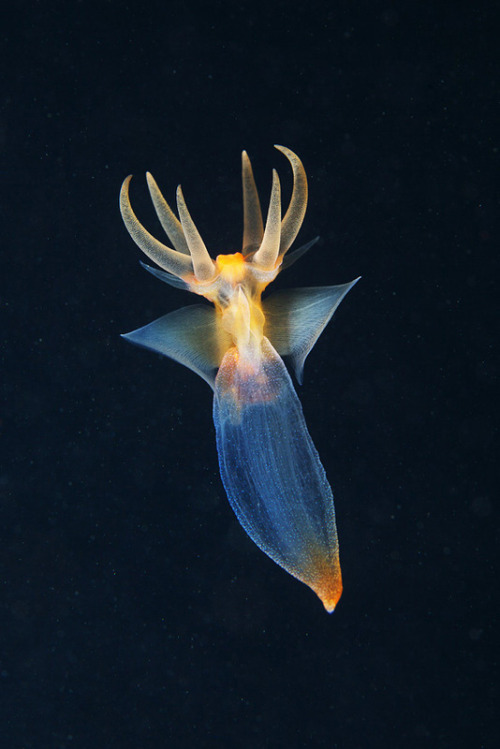 The Devil Inside Remember our adorable little friend, the sea angel (Clione limacina)? This is 