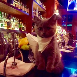 awwww-cute:  This kitten in a bar (Source: