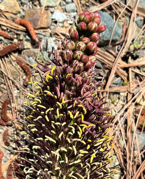 Agave rzedowskianaThis small Agave species comes from Jalisco, to the north of Guadalalajara, and it