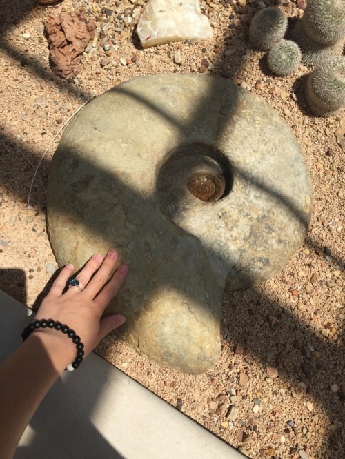 thatgeologistchick:Visited my fav giant ammonites at Will Rogers Park!