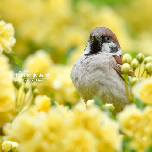 きょうはここでキャンプする⛺#ちゅん活 #スズメ #sparrow #写真 #photo #photography #癒やし #healing#cutebird #instagramjapan