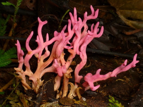 biomimicking: Coral fungus