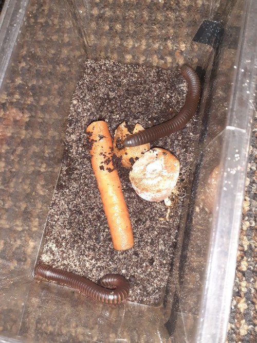 My Beautiful Leg Worms. I Had To Dig Them Up Bc I Was Moving Them To A Much Larger Container (I Will
