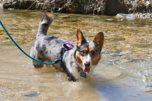 emmathebean:teslacardi:  Yesterday miss emmathebean and I went hiking and swimming at a nature preserve.  We got super muddy and were able to clean off in the creeks!  Super thankful that emma’s mom took pictures of me!  Hope we can do it again but