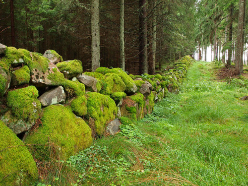 Mossy wall near Kinna in Västra Götaland County, Sweden (by Peter Nyhlén).