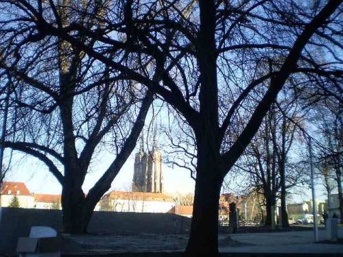 Trees in city Wroclaw, Poland.