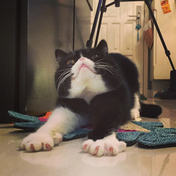 mostlycatsmostly:  Brownie in attack mode