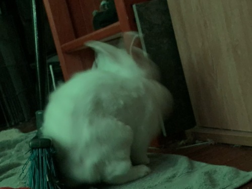 Proof My 4lb Rabbit Is Fuckin Possessed