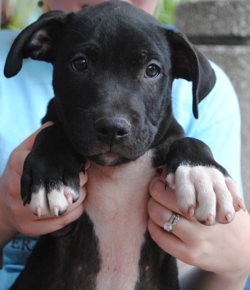 thecutestofthecute:Because Pitbulls need love too.