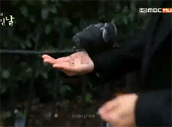 thevixxjinx:   What Choi Minho does in a park: imitate dogs, creep on joggers, feed birds, get bitten by a squirrel  