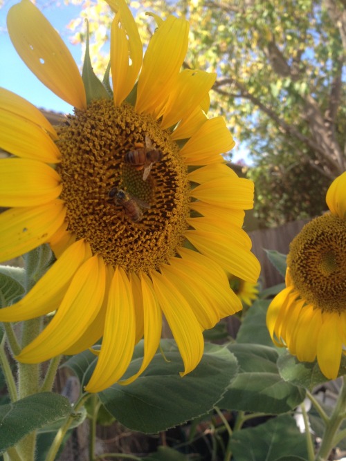 rosepout: what did I do to deserve two pure little bees in my flower patch?! too pure!!