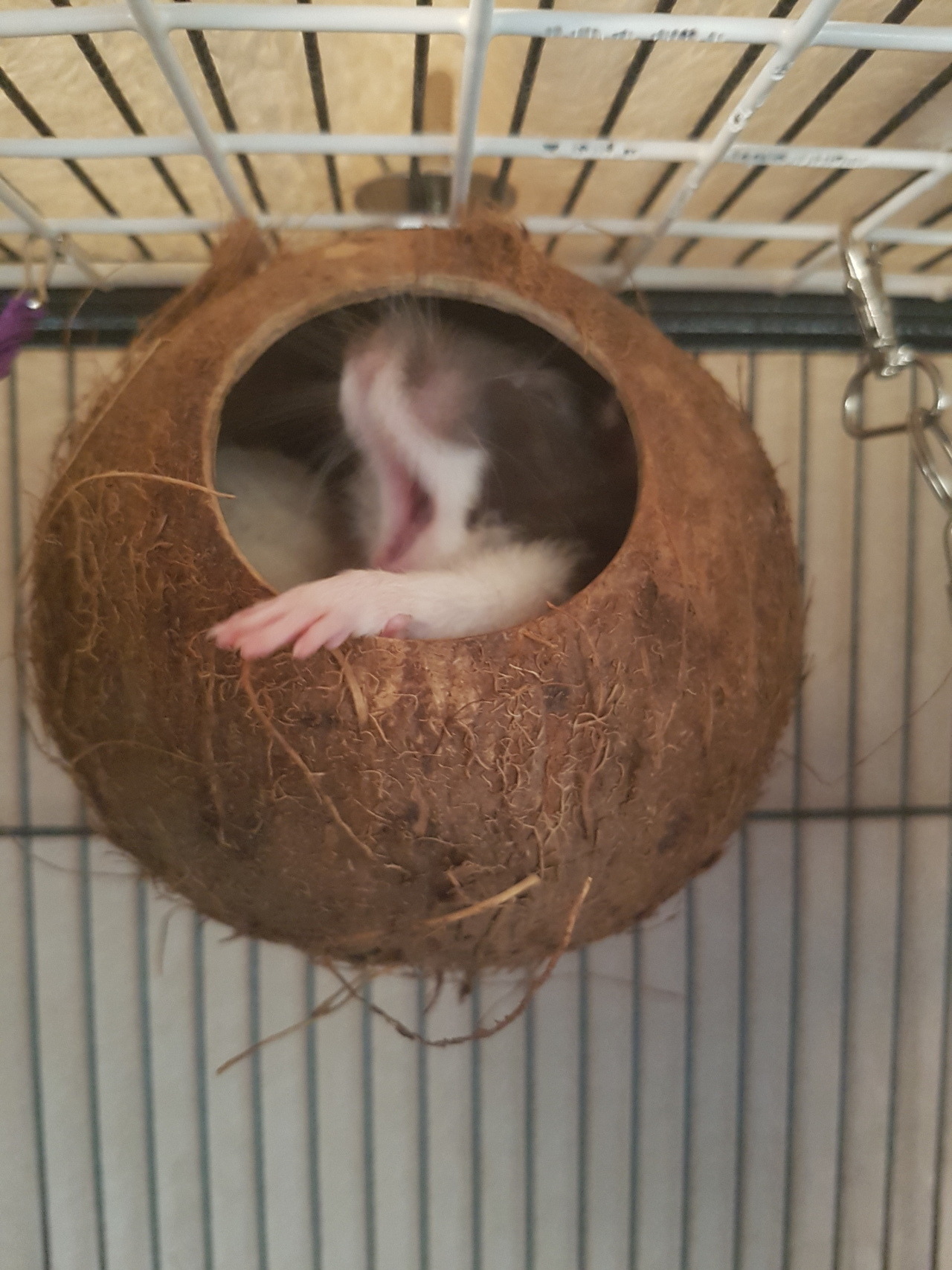 lovely-rats:    A new toy came in!!! Believe it or not theres two rats in there 