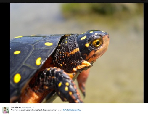 tort-time:(Tweet and Photo via Jen Moore @DrReptilia )Its WORLD WETLANDS DAY! Why does this matter? 