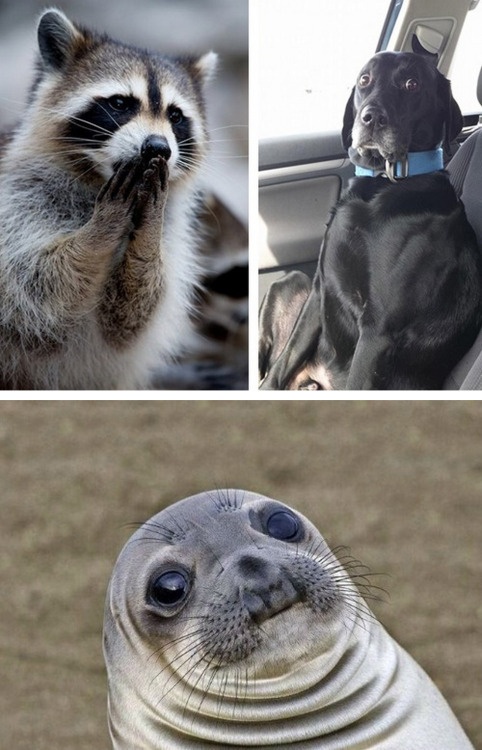 tastefullyoffensive:  Animals in Complete Astonishment [imgur]Previously: Animal Family Photos