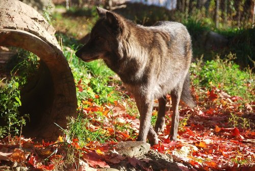 kittje:Photos I took of the gorgeous wolves at Turtle Back Zoo, West Orange, New Jersey