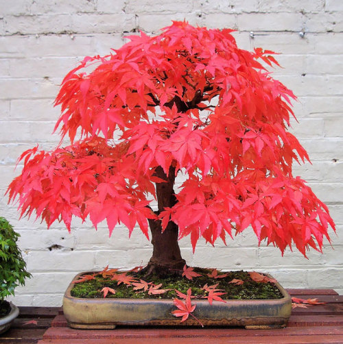 endreal:boredpanda:The Most Beautiful Bonsai Trees Ever@rhaegalsrage