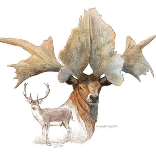 theoldbone:Everyone talks about Megaloceros giganteus, but look at this lovely. M. pachyosteus