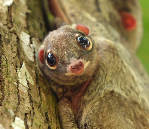 Colugo Also known as the “flying lemur,” these large tree-dwellers live in the rainfores