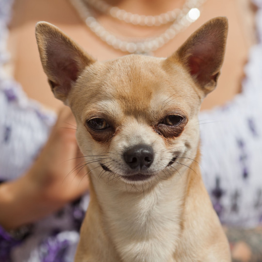 Harry Potter Characters As Dogs