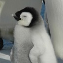 penguin-beloved avatar