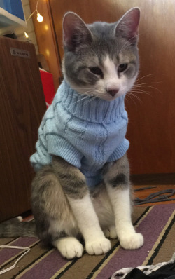 dangerous-tangerine:faun-buns:faun-buns:who wants to see my cat named ranch dressing