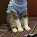 dangerous-tangerine:faun-buns:faun-buns:who wants to see my cat named ranch dressing