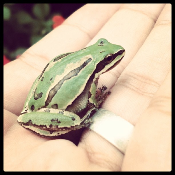 #Regresó mi #pequeño #visitante más regordete :3 #frog #rana #anfibio #verde #fauna