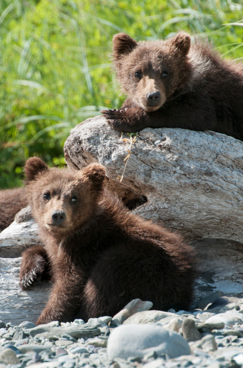 disney:
“It’s time to meet the cubs. Disneynature’s Bears is now playing in theaters.
”