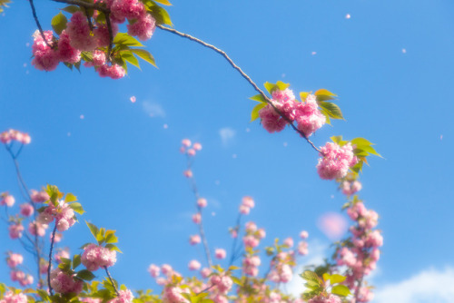 八重桜とはいえ、東京で桜を見るなんて学生時代ぶり。桜吹雪が美しすぎて、国会前提で3時間も過ごしてしまったよ …(￣▽￣;)location：国会前提（東京都千代田区） on April 23, 201