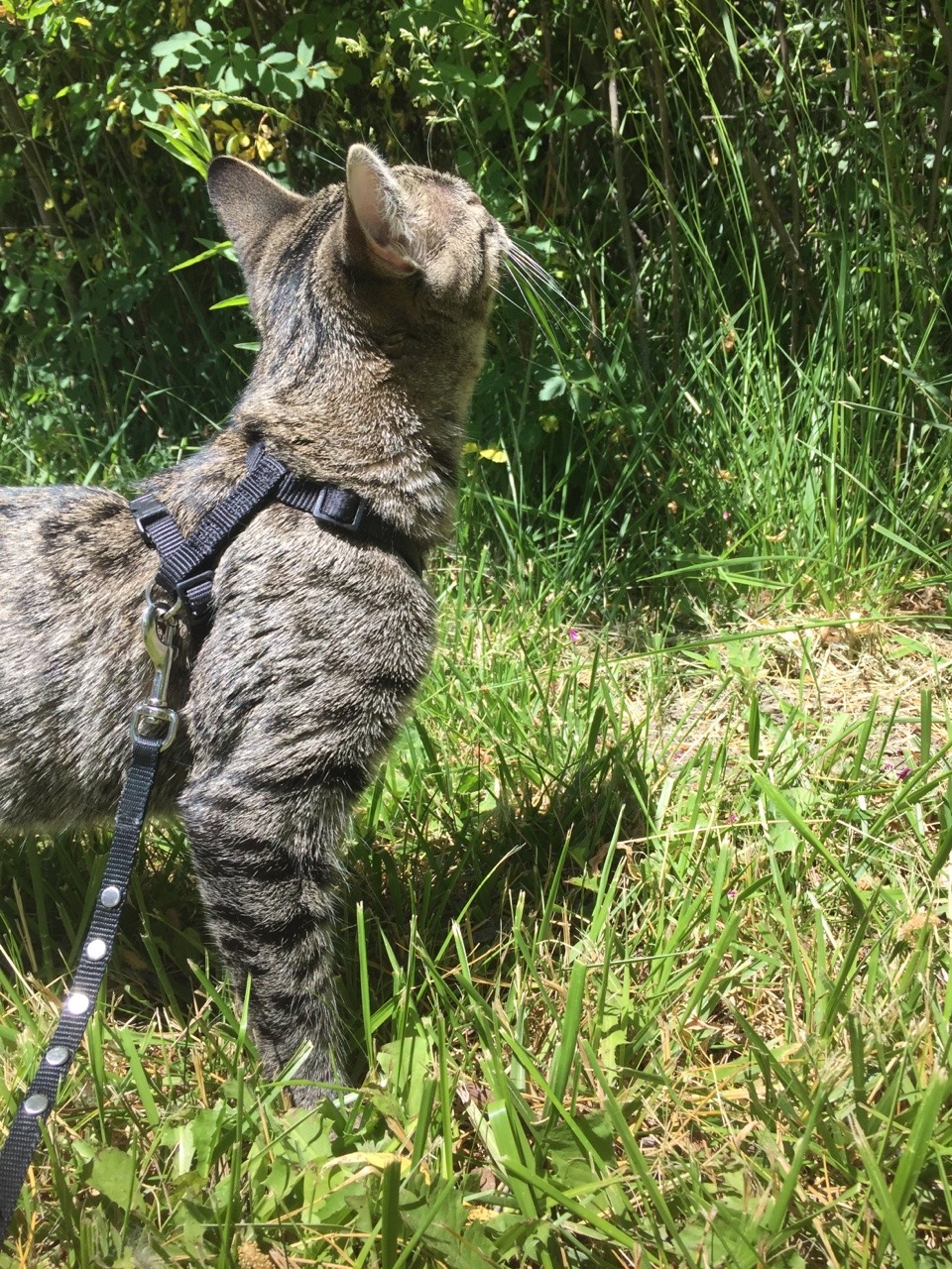 Dab Kitty