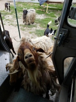 catsbeaversandducks:  UPS drivers have the most interesting photos to share. Photos via UPS Dogs