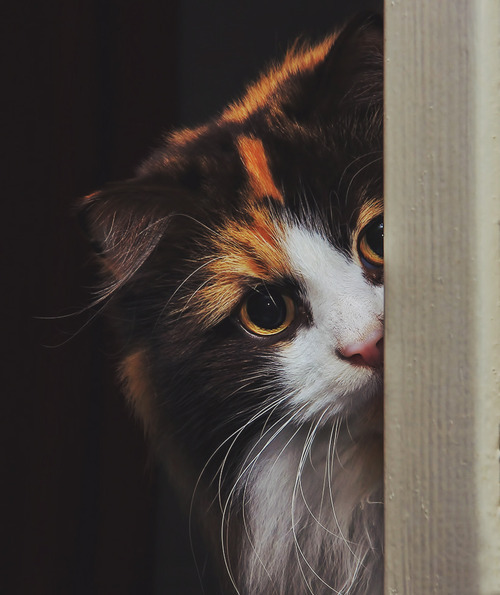 Mille, the Norwegian Forest Cat | Jane Bjerkli