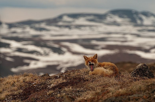 nubbsgalore:
“photos of red foxes by ivan kislov from chukotka, in russia’s far eastern arctic
”