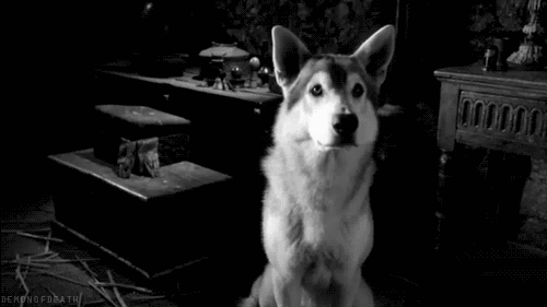 charlotteisnotmyname:  I want a wolf!  Hello?!