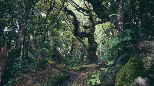 taranaki