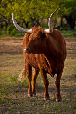 rusty-ford:  Texas Longhorn by Erik Pronske, M.D. on Flickr.