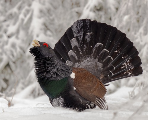 Wood Grouse Aka Western Capercaillie (Tetrao Urogallus), Male, Family Phasianidae, Order Galliformes,