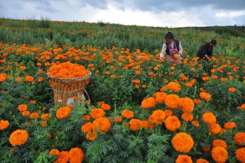 fotojournalismus:  Farmers pick marigolds in Minzu village, Weining County in Guizhou, China on August 2, 2015. (Yang Wenbin/Xinhua) 