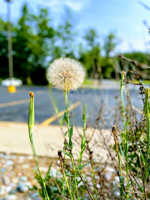 I found the perfect Giant Dandelion today.