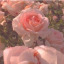 rosaquodsacrum