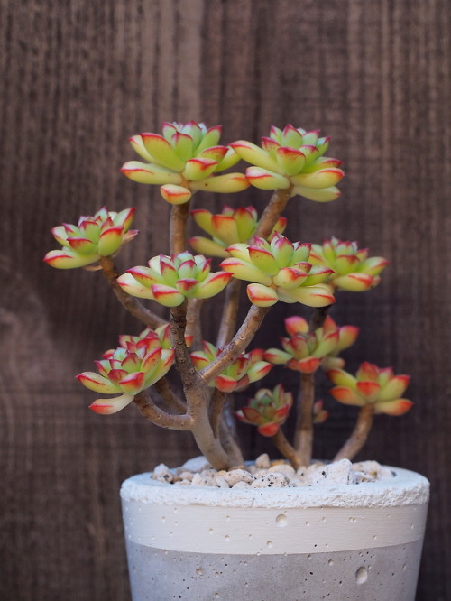 markunsan:Echeveria Supia 