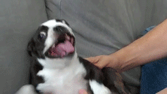 huffingtonpost:  Behold the majestic dog. See more derpy pups here.