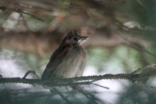 little-bone-cupboard:These cranky looking little babies were hanging out in a tree right where I cou