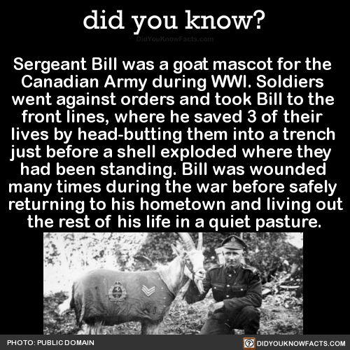 did-you-kno:  Sergeant Bill was a goat mascot for the  Canadian Army during WWI.