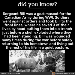 did-you-kno:  Sergeant Bill was a goat mascot