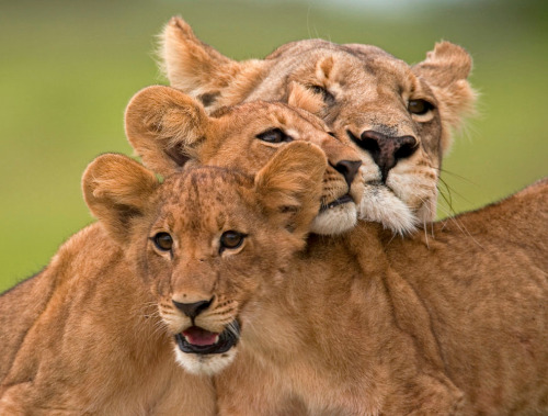 nubbsgalore:  lion cubs photographed by (click pic) jim richardson, dererck and beverly joubert, brandon harris, grégoire bouguereau and susan mcconnell. (previous posts on lions) 