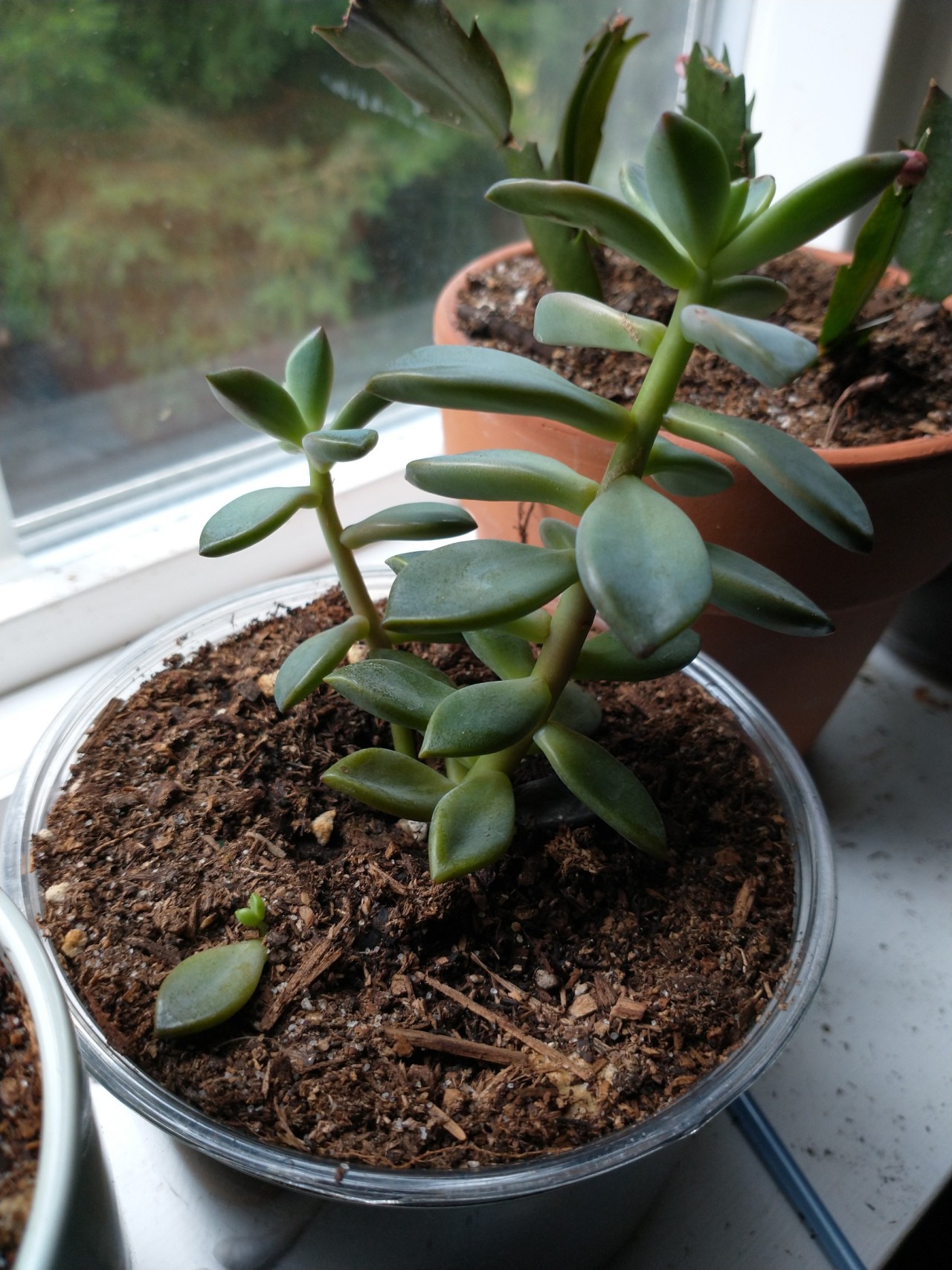 Succulent Addict Tumblr Posts Tumbral Com Succulent Addict Tumblr Posts Tumbral Com