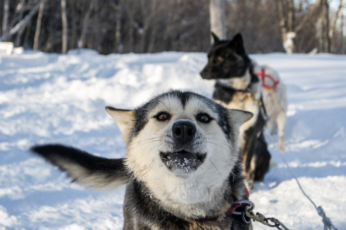 What if we were all as excited about snow as this Canadian sled dog is? Photo: Quebec City, Canada